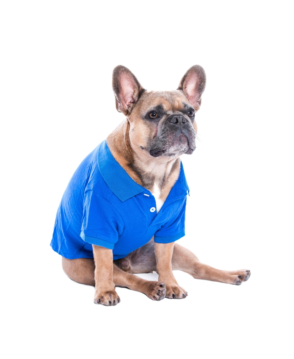 Parisian Pet Polo Blue