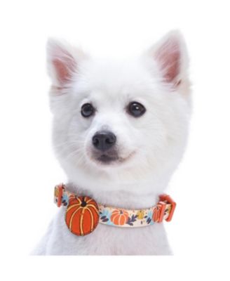 Fall Thanksgiving Dog Collar with Detachable Decor