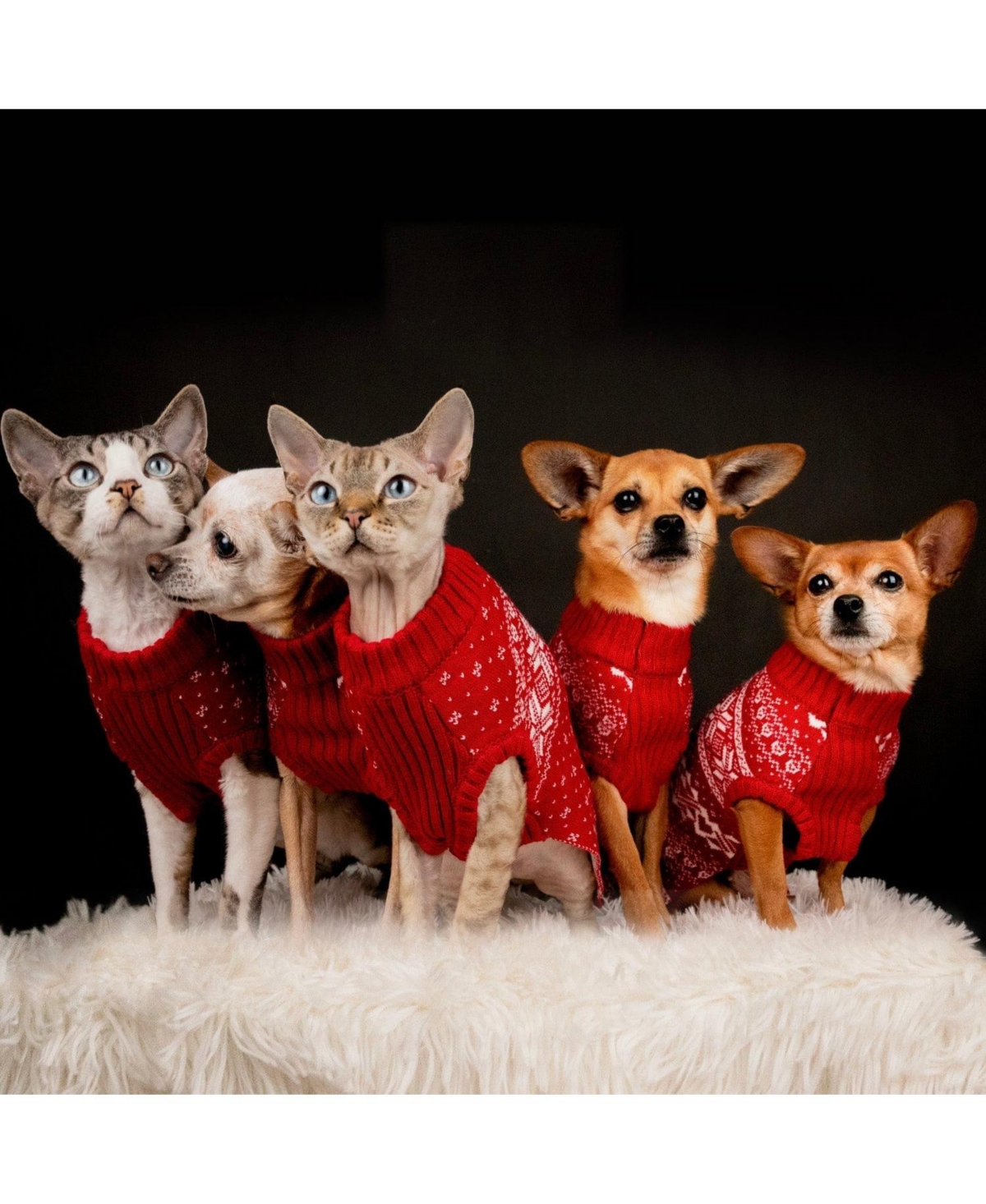 Blueberry Pet Fair Isle Matching Family Apparel