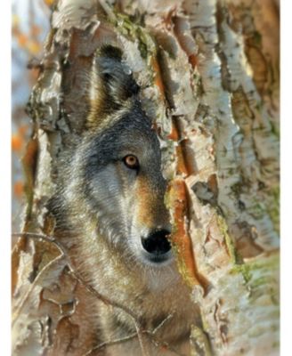 Wolf Encounter 500 piece Jigsaw Puzzle for Adults