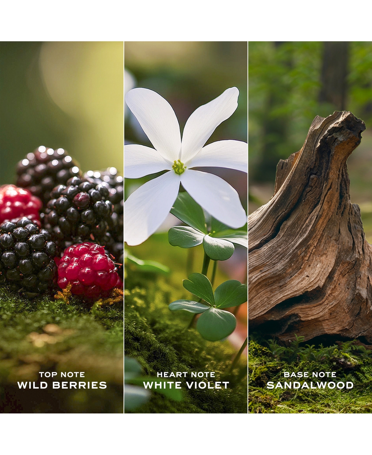 Marc Jacobs 3-Pc. Daisy Eau De Toilette Gift Set