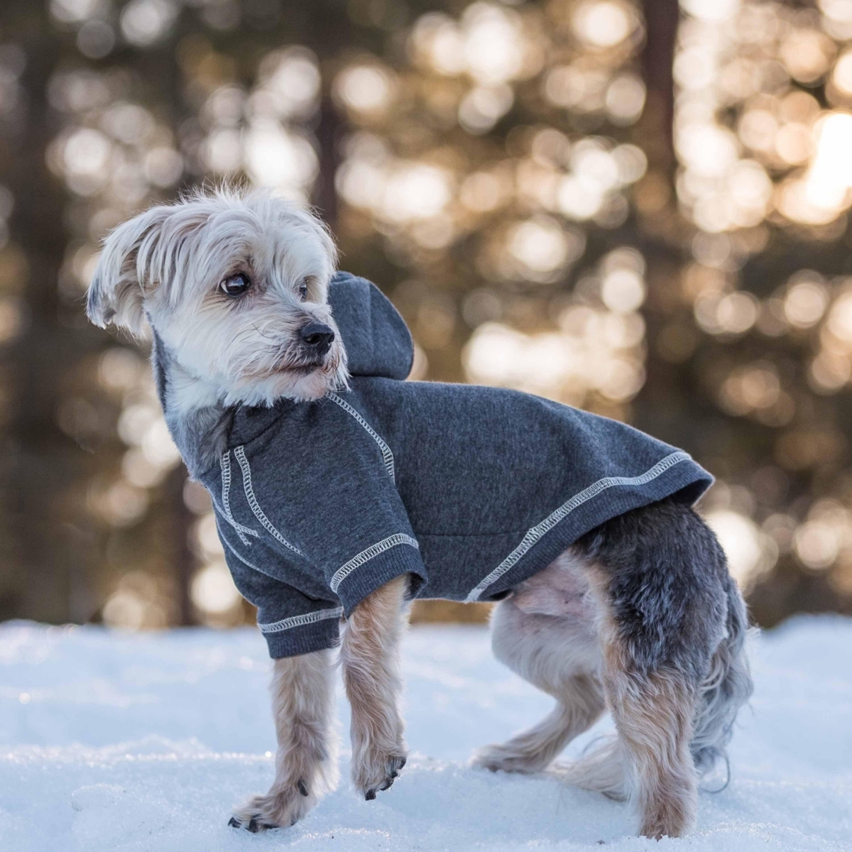 Blueberry Pet Better Basics Matching Hoodies for Dog & Owner Set