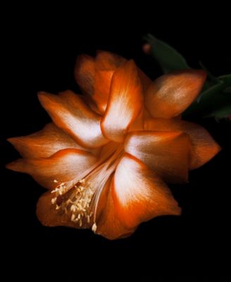 Black Saffron Body Wash, 7.6 oz.