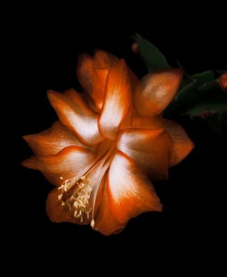 Black Saffron Body Cream, 6.8 oz.