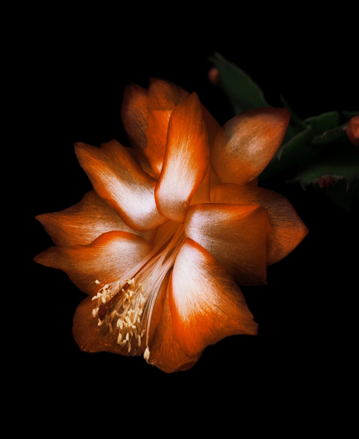 Byredo Black Saffron Body Cream, 6.8 oz.