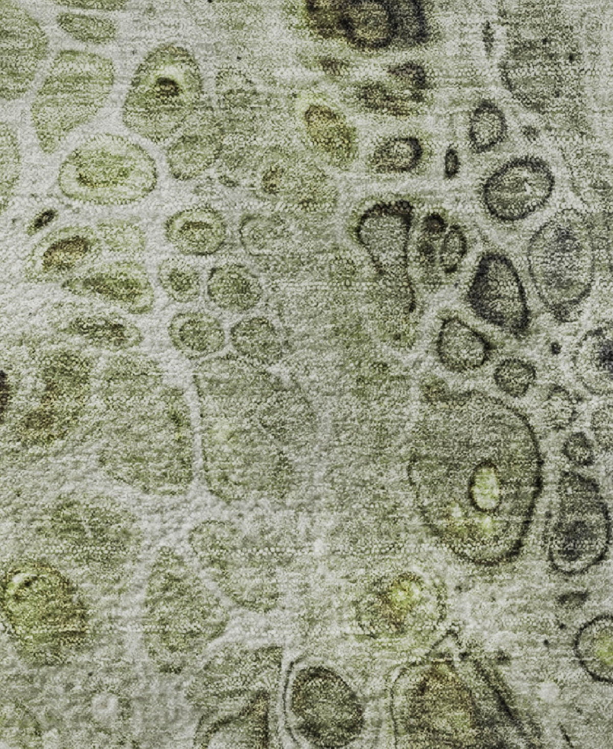 Addison Mayfield AMF1934 3'x5' Area Rug