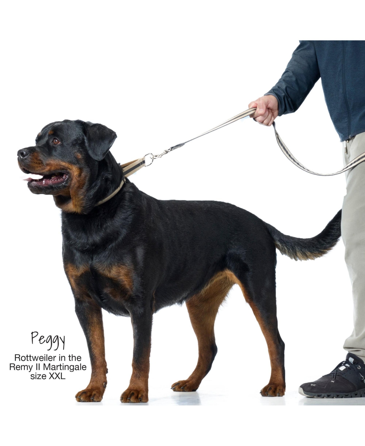 Pet Passion Remy Ii The Ribbon Martingale