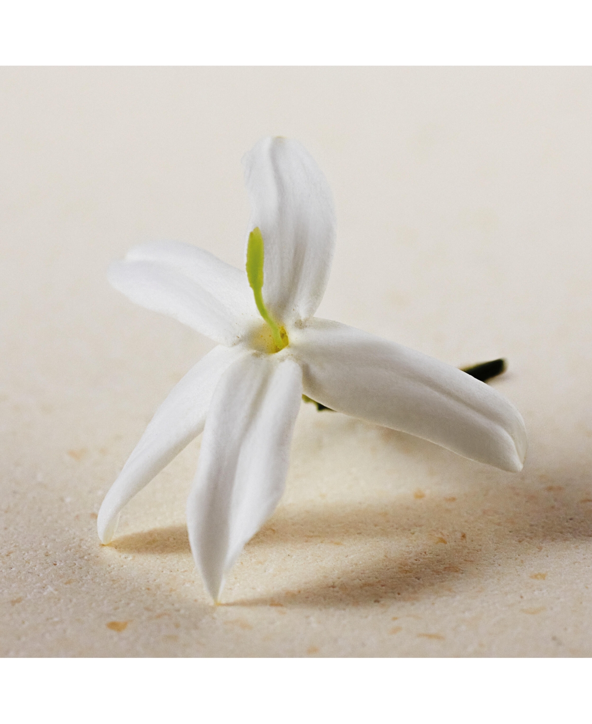 Chloe Atelier des Fleurs Jasminum Sambac Eau de Parfum Spray