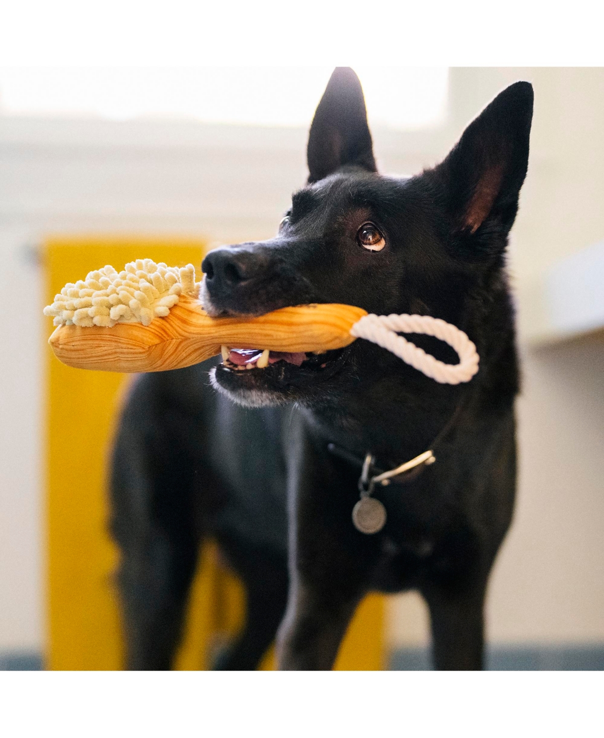 P.l.a.y. Splish Splash Collection: Bark N' Bristles