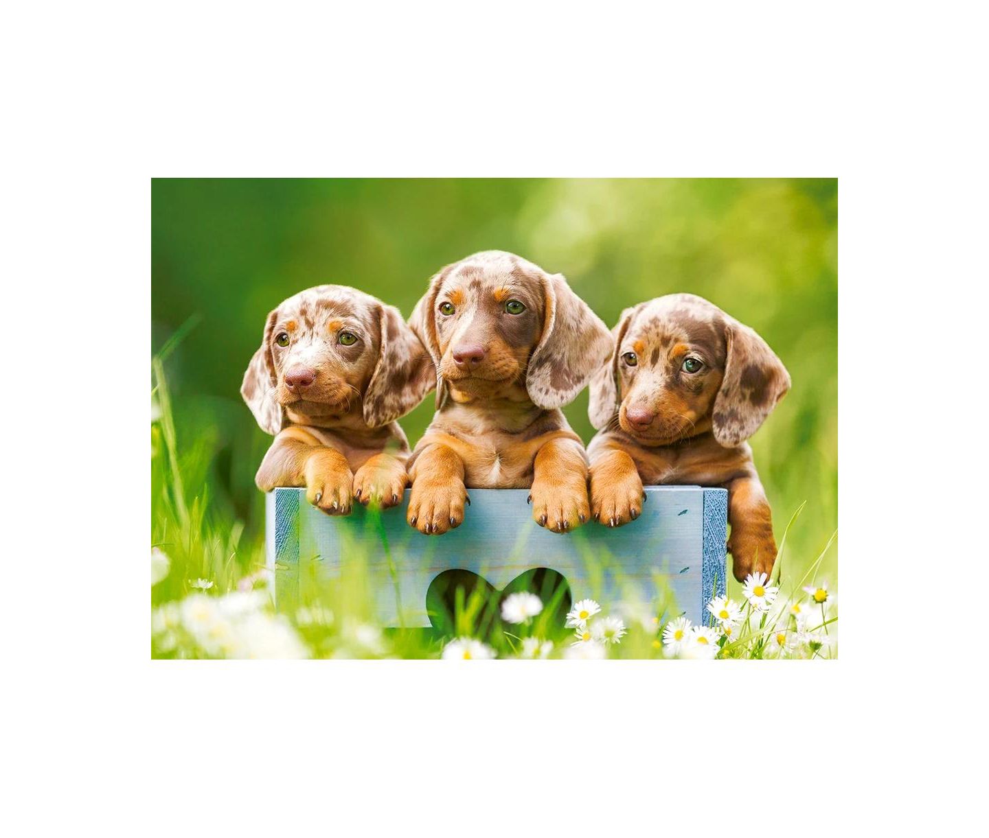 Детский пазл Castorland Cute Dachshunds 500 Piece Jigsaw Puzzle, Ages 14+ — фото 2