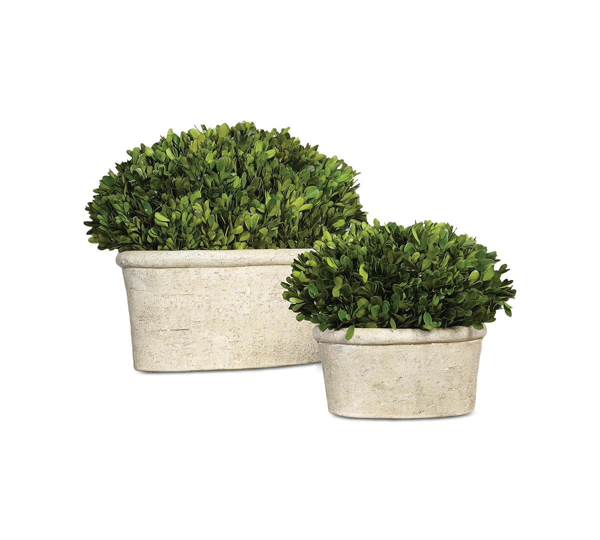 Preserved Boxwood Oval Domes, Set of 2 - Multi