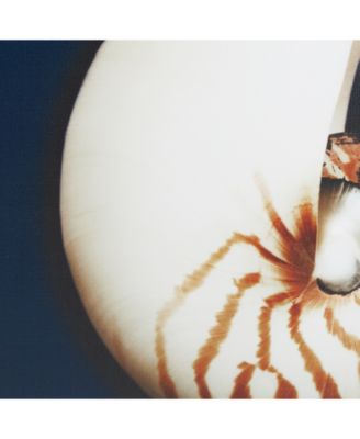 Ocean Seashells 4-Pc. Framed Canvas Print Set 