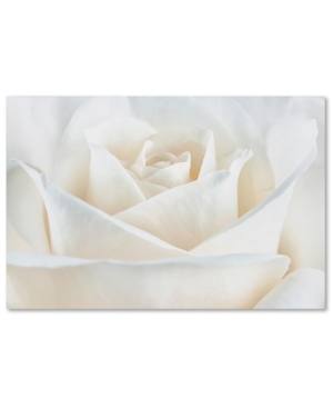 Trademark Global Cora Niele 'pure White Rose' Canvas Art In No Color