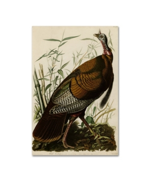 Trademark Global John James Audobon 'american Wild Turkey Cock' Canvas Art In Multi
