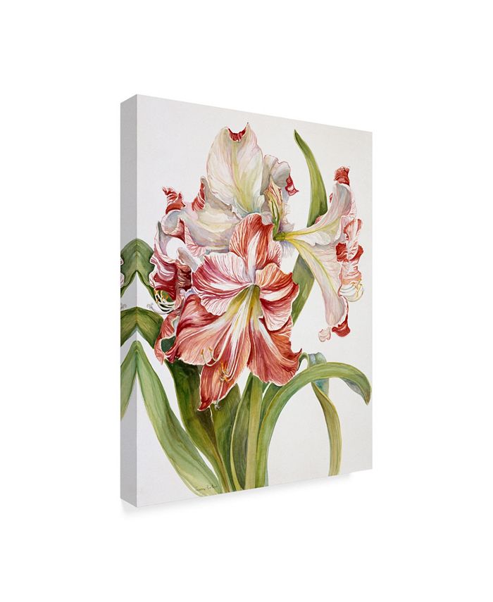 Trademark Global Joanne Porter 'Red And White Amaryllis' Canvas Art ...