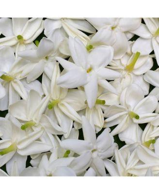 Sexy Amber Fragrance 1.7-oz. Spray