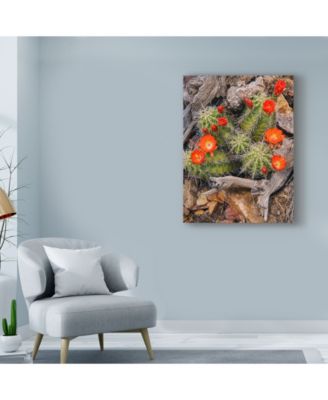 Michael Blanchette Photography 'Claret Cup Cactus' Canvas Art - 35" x 47"