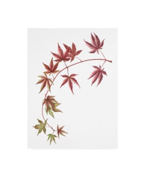 Trademark Global Deborah Kopka Japanese Maple On White Canvas Art In Multi