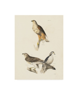 Trademark Global Wild Apple Portfolio Birds Of Prey Ii Canvas Art In Multi