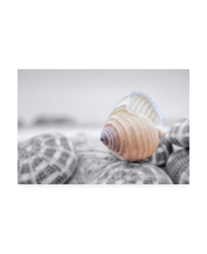 Trademark Global Alan Blaustein Crescent Beach Shells 15 Canvas Art In Multi