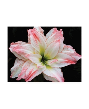 Kurt Shaffer Double-Headed Amaryllis Canvas Art - 20