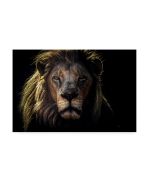 Trademark Global Jackson Carvalho Face To Face Lion Canvas Art In Multi