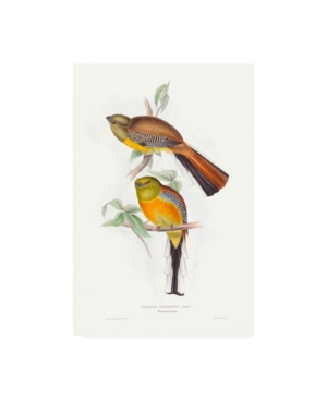 Trademark Global John Gould Tropical Trogons Vi Canvas Art In Multi