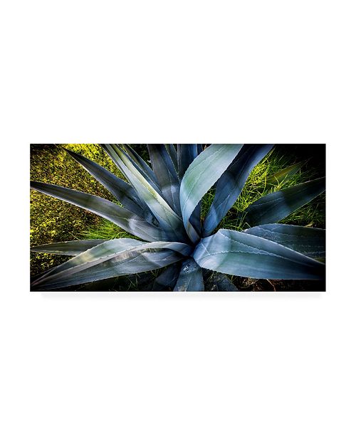 Trademark Global Dan Ballard Agave Canvas Art 15 5 X 21 Reviews All Wall Decor Home Decor Macy S
