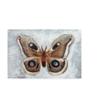 Trademark Global Alicia Ludwig Papillon De Nuit Ii Canvas Art In Multi