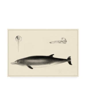 Trademark Global Unknown Antique Dolphin Study I Canvas Art In Multi