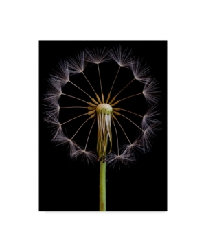 Art Lionse The Wheel Dandelion Canvas Art - 20