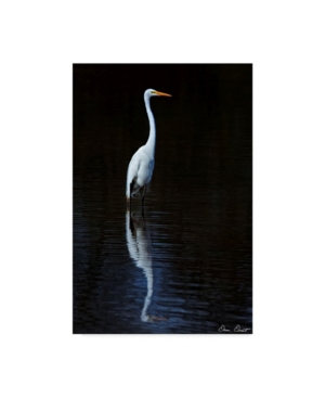 Trademark Global David Drost Elegant Egret Ii Canvas Art In Multi