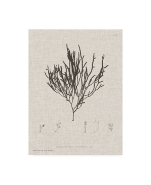 Trademark Global Henry Bradbury Charcoal And Linen Seaweed Iv Canvas Art In Multi