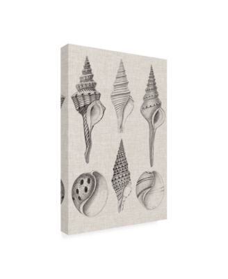 Trademark Global Vision Studio Charcoal & Linen Shells II Canvas Art - 36.5" x 48"