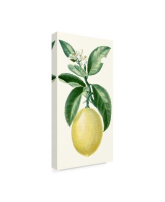 Turpin Turpin Fruit I Canvas Art - 15" x 20"