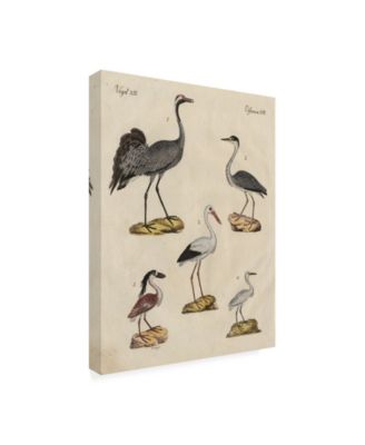 Trademark Global Friedrich Strack Heron Classification I Canvas Art - 20" x 25"