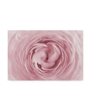 Trademark Global Photoinc Studio Large Pink Rose Canvas Art In Multi