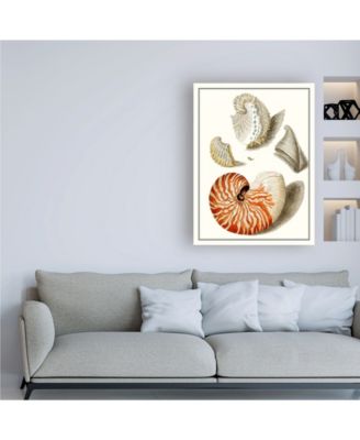Trademark Global Vision Studio Collected Shells I Canvas Art - 27" x 33.5"