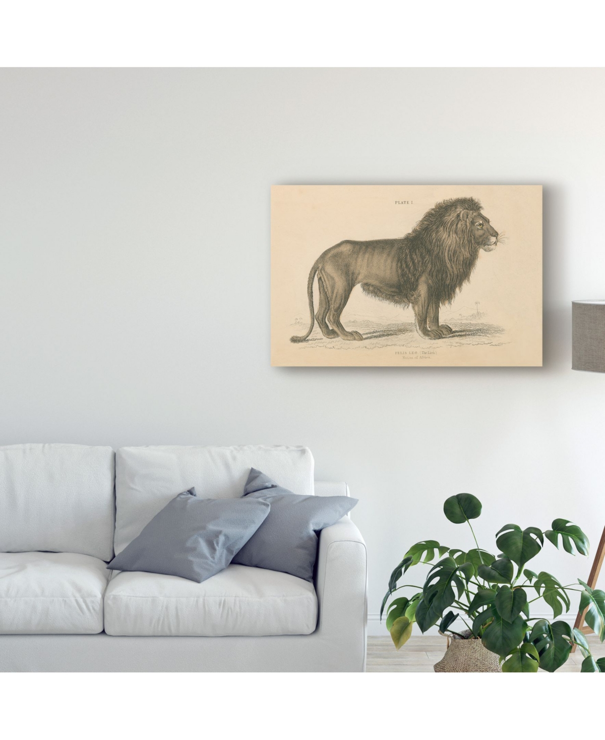 Wild Apple Portfolio Vintage Lion Canvas Art -