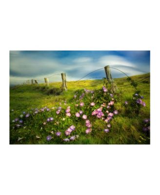 Colossal Images - MORNING GLORY ART S