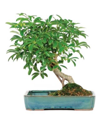 Brussel's Bonsai