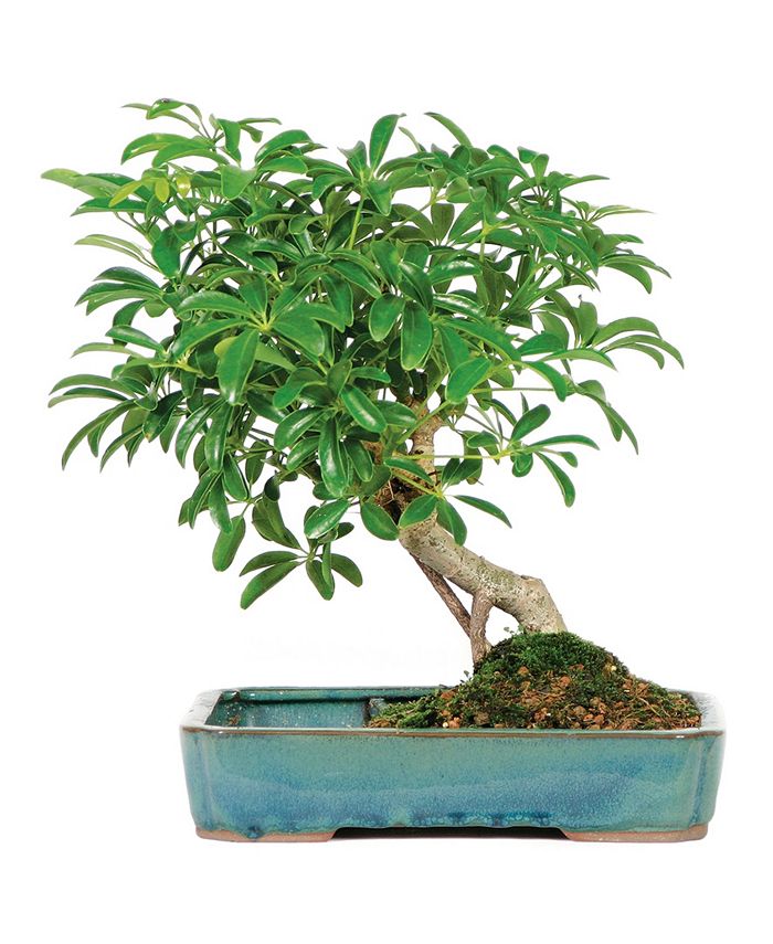 Brussel's Bonsai Brussels Bonsai Dwarf Hawaiian Umbrella Tree in Water