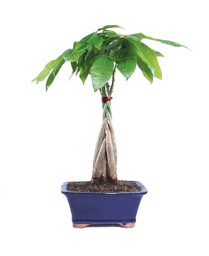 Brussel's Bonsai Brussels Bonsai Money Tree Macy's