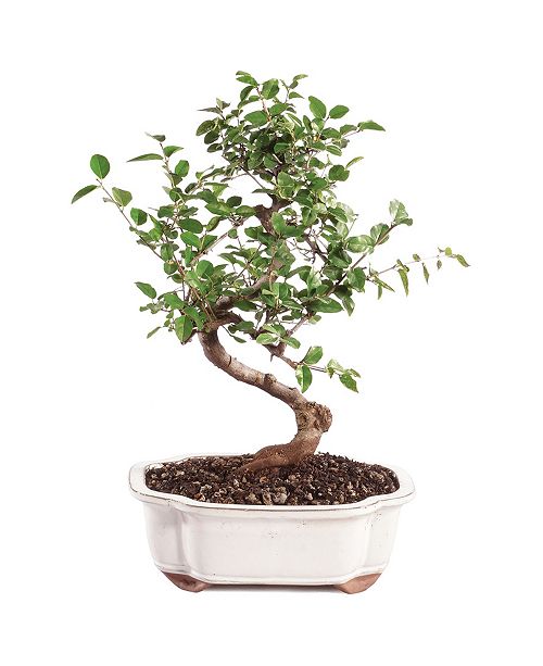 Brussel S Bonsai Brussels Bonsai Chinese Sweet Plum Reviews All Botanicals Home Decor Macy S