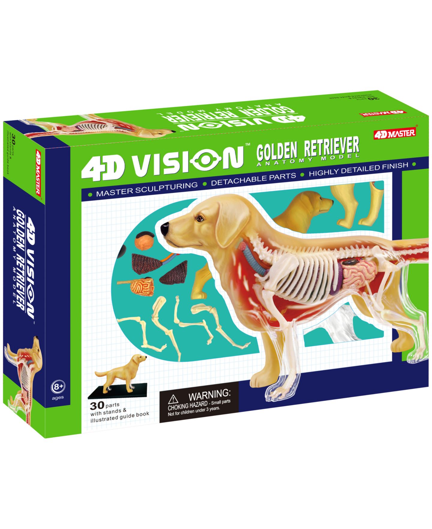 Детская игрушка Areyougame 4D Master 4D Vision Golden Retreiver Anatomy Model — фото 1