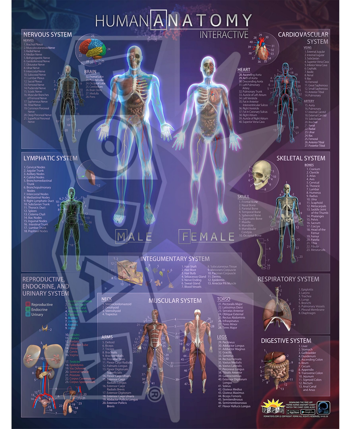 Shop Flipo Human Anatomy Interactive Wall Chart In Multi