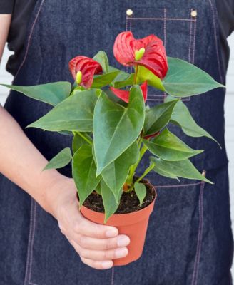Red Anthurium Live Plant, 4" Pot
