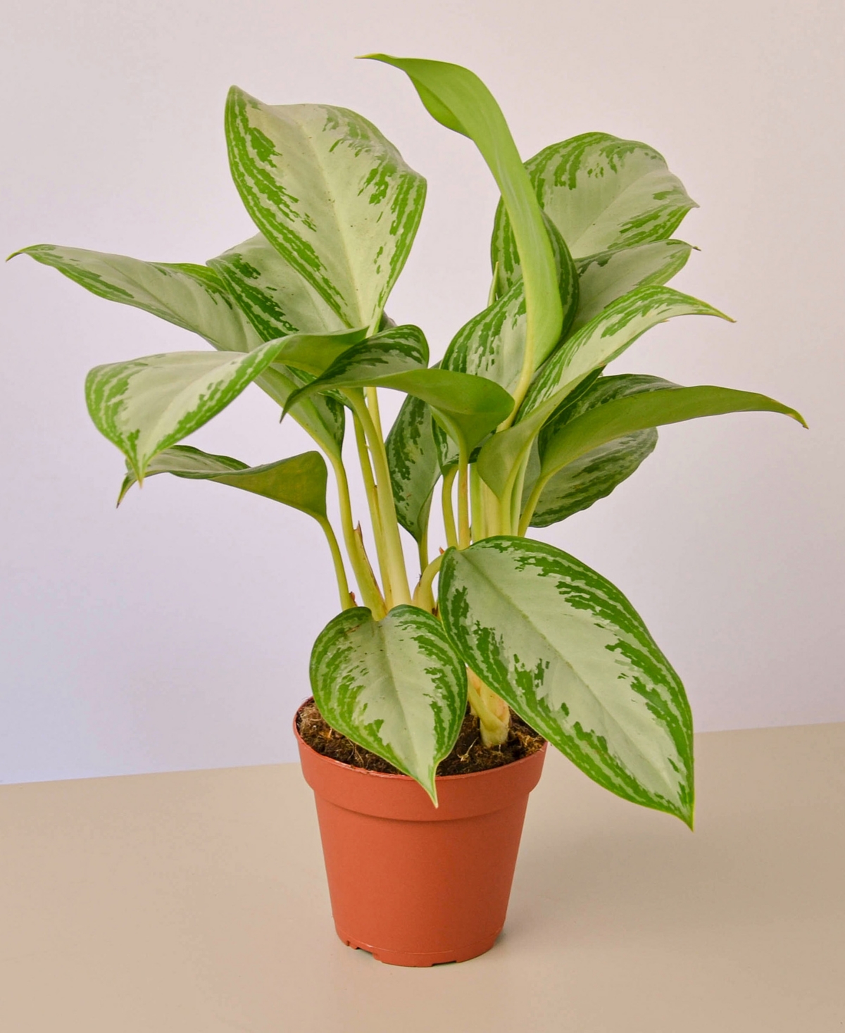 Chinese Evergreen Silver Bay Live Plant, 4" Pot
