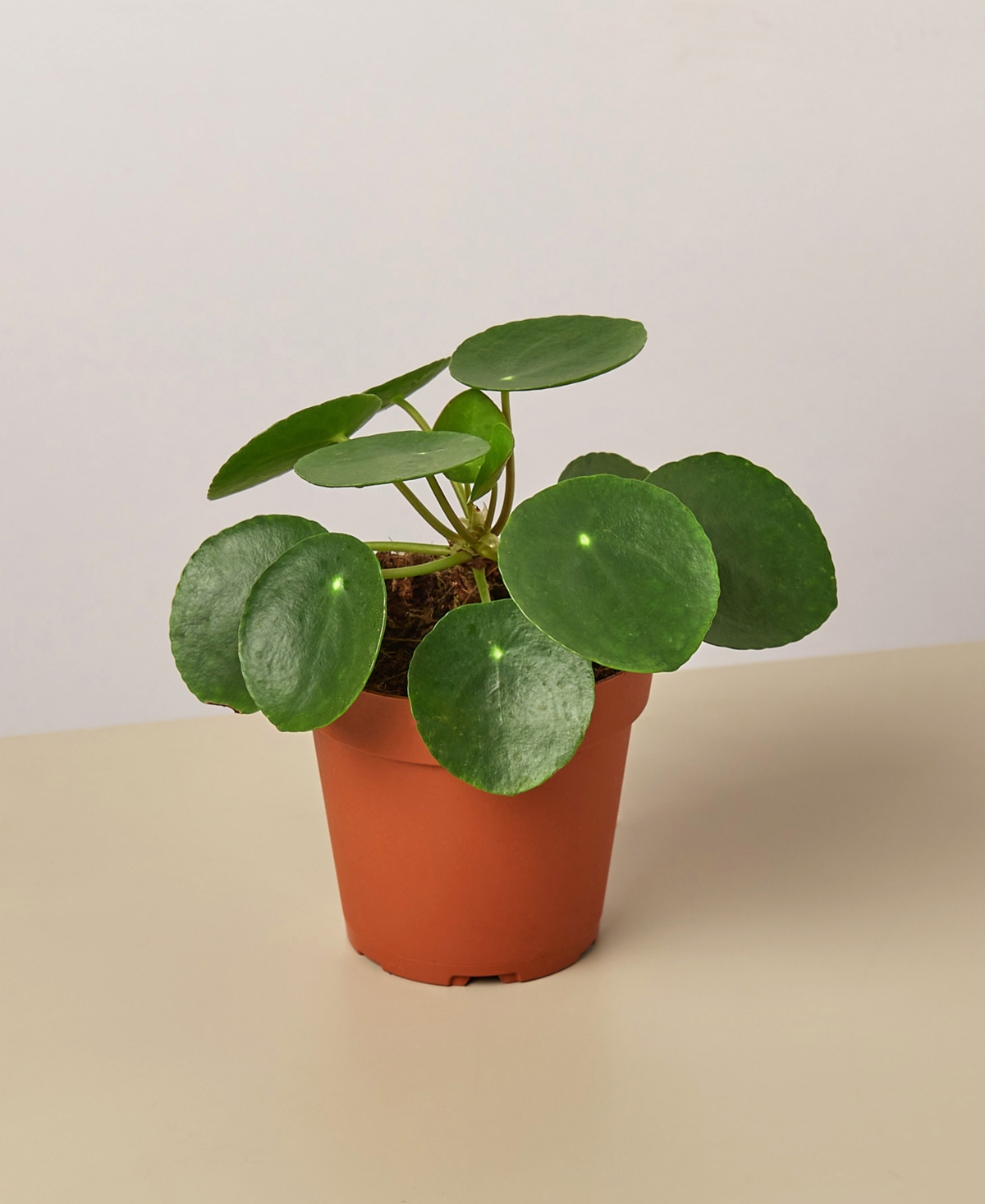 Pilea Peperomioides 'Chinese Money' Live Plant, 4" Pot