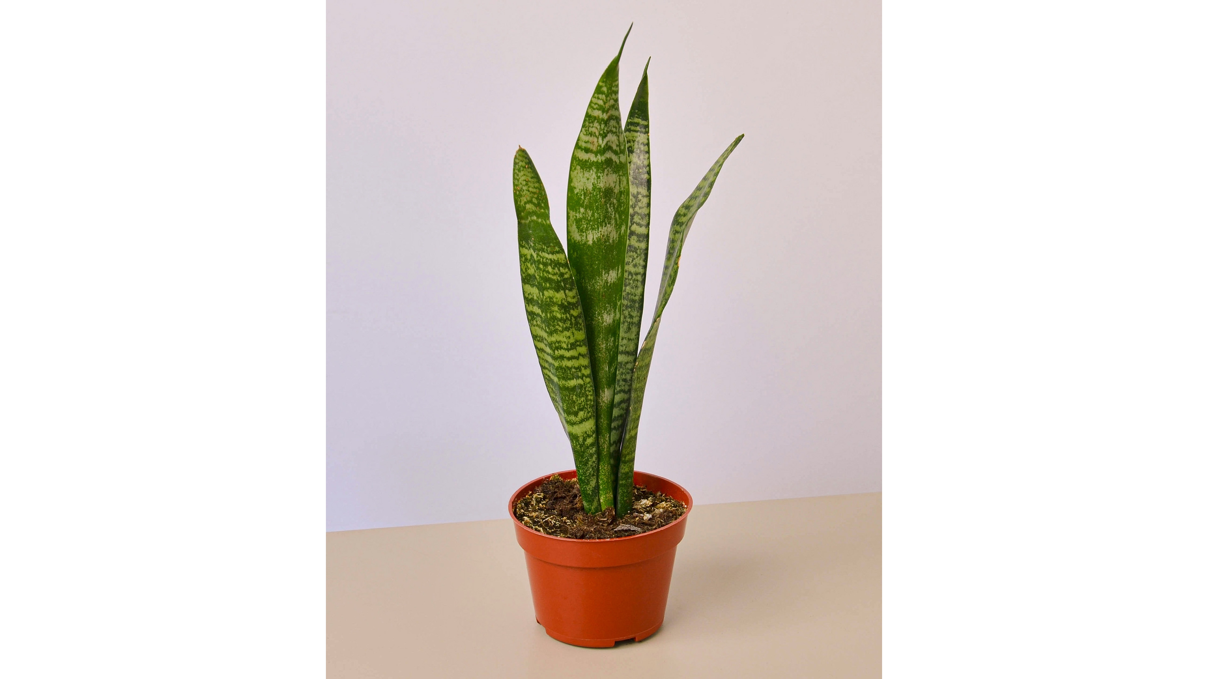 Snake Zeylanica Live Plant, 4" Pot